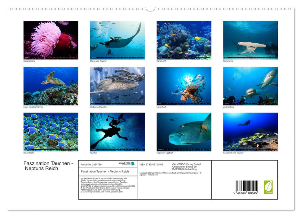 Faszination Tauchen - Neptuns Reich (CALVENDO Premium Wandkalender 2026)