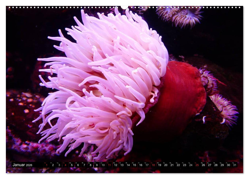 Faszination Tauchen - Neptuns Reich (CALVENDO Premium Wandkalender 2026)
