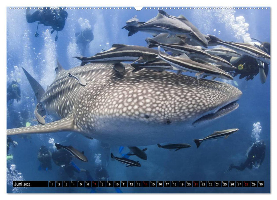 Faszination Tauchen - Neptuns Reich (CALVENDO Premium Wandkalender 2026)