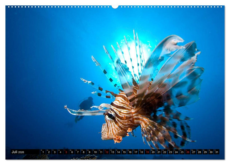 Faszination Tauchen - Neptuns Reich (CALVENDO Premium Wandkalender 2026)