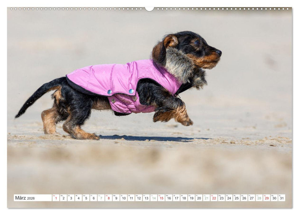 DACKEL... wissen was sie wollen... (und was nicht...) (CALVENDO Wandkalender 2026)