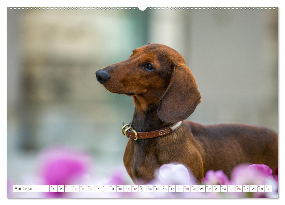DACKEL... wissen was sie wollen... (und was nicht...) (CALVENDO Wandkalender 2026)