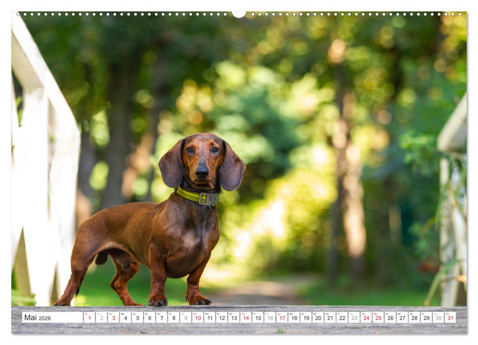 DACKEL... wissen was sie wollen... (und was nicht...) (CALVENDO Wandkalender 2026)