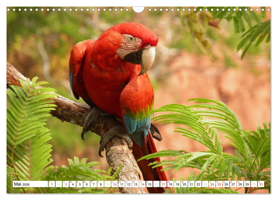 Zeit zum Träumen - Panamericana 2026 (CALVENDO Wandkalender 2026)