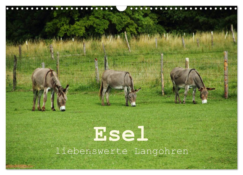 Esel - liebenswerte Langohren (CALVENDO Wandkalender 2026)