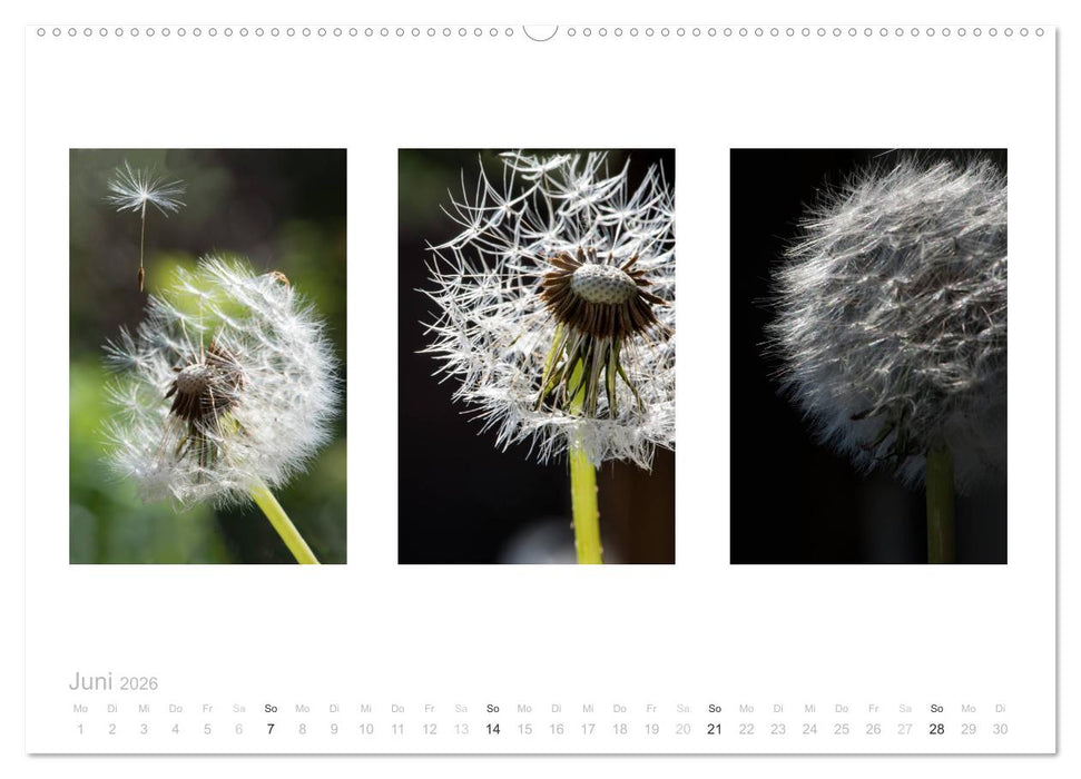 Blumen Trilogien (CALVENDO Premium Wandkalender 2026)