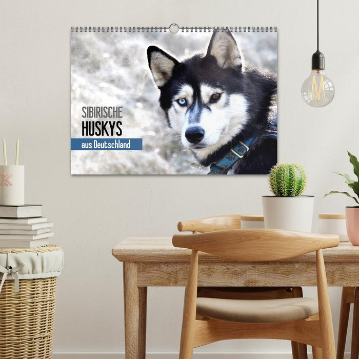 Sibirische Huskys aus Deutschland (CALVENDO Wandkalender 2026)