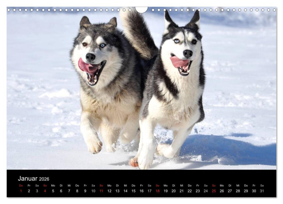 Sibirische Huskys aus Deutschland (CALVENDO Wandkalender 2026)
