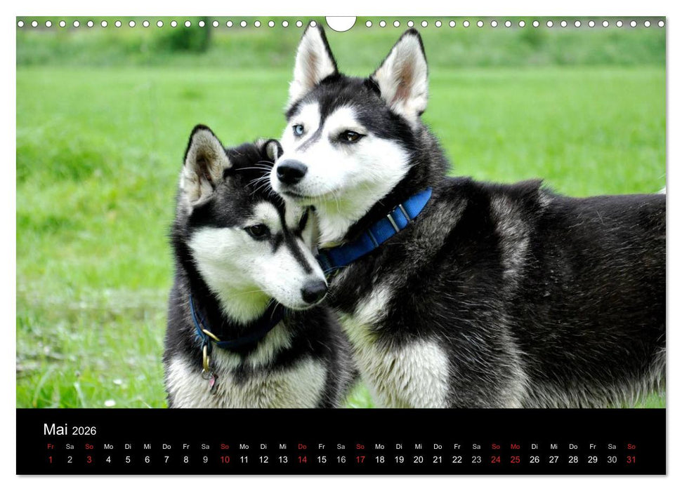 Sibirische Huskys aus Deutschland (CALVENDO Wandkalender 2026)