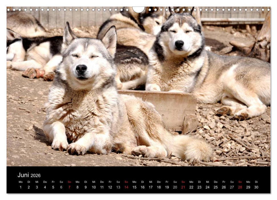 Sibirische Huskys aus Deutschland (CALVENDO Wandkalender 2026)