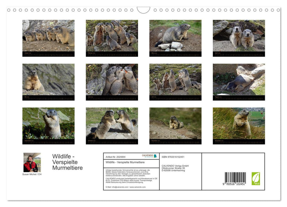 Wildlife - Verspielte Murmeltiere (CALVENDO Wandkalender 2026)
