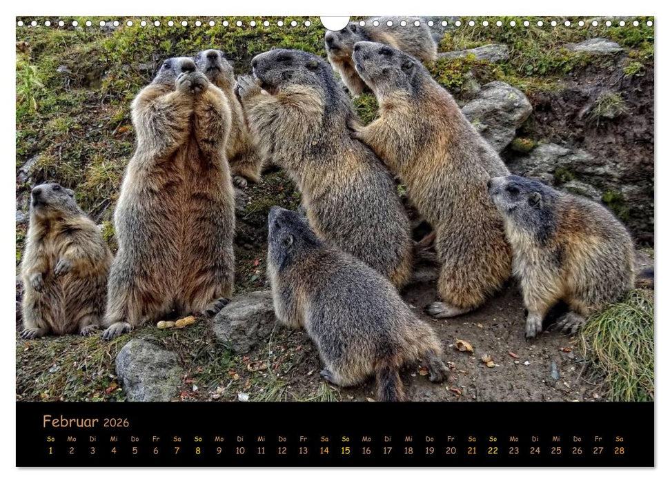 Wildlife - Verspielte Murmeltiere (CALVENDO Wandkalender 2026)