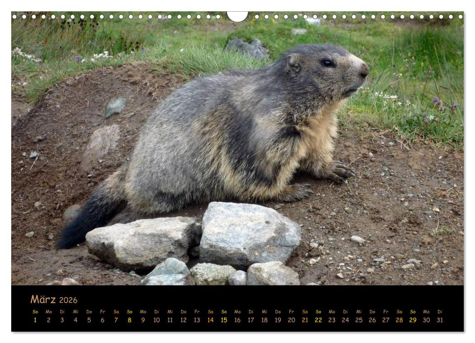 Wildlife - Verspielte Murmeltiere (CALVENDO Wandkalender 2026)