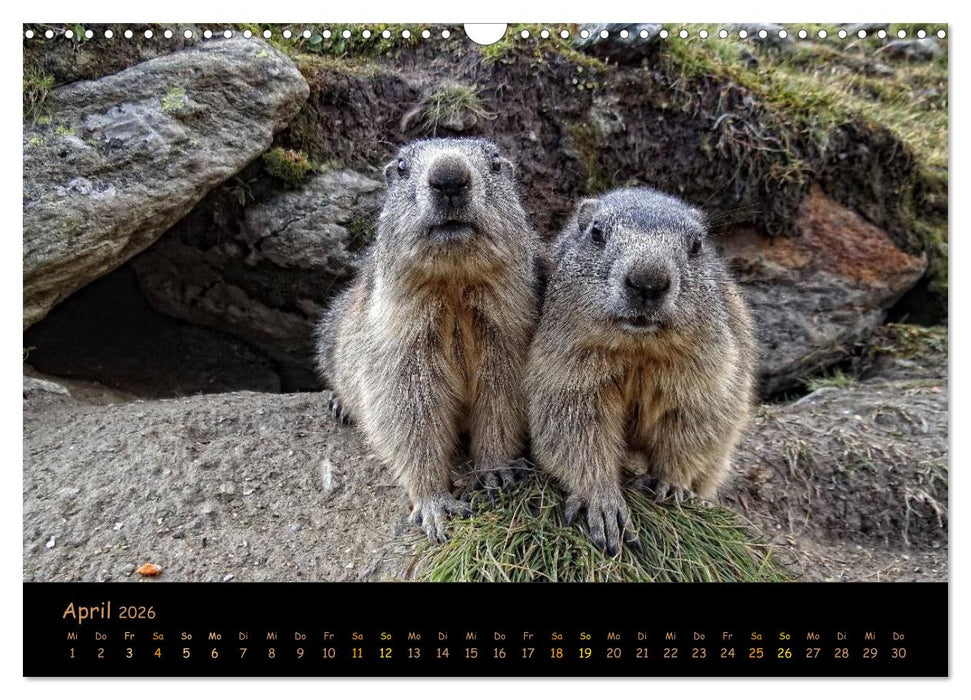 Wildlife - Verspielte Murmeltiere (CALVENDO Wandkalender 2026)