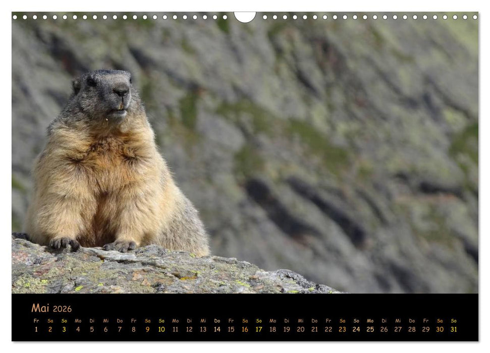 Wildlife - Verspielte Murmeltiere (CALVENDO Wandkalender 2026)