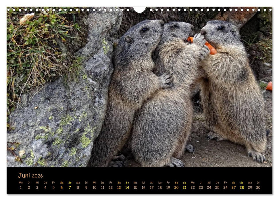 Wildlife - Verspielte Murmeltiere (CALVENDO Wandkalender 2026)