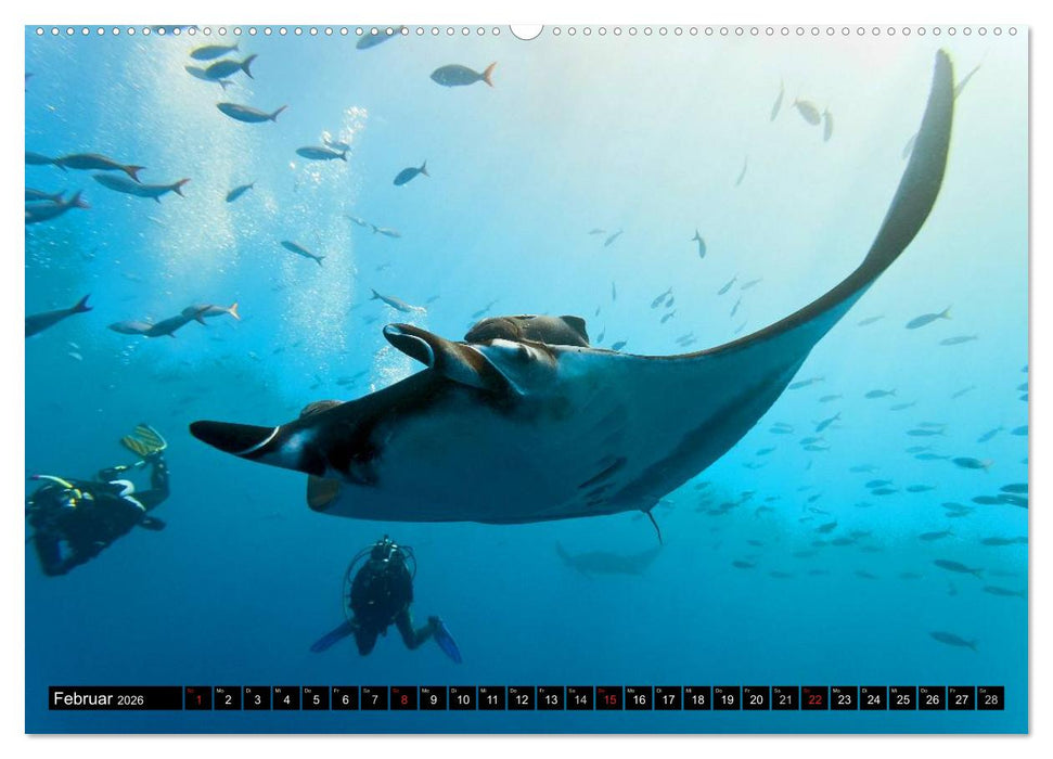 Faszination Tauchen - Neptuns Reich (CALVENDO Wandkalender 2026)