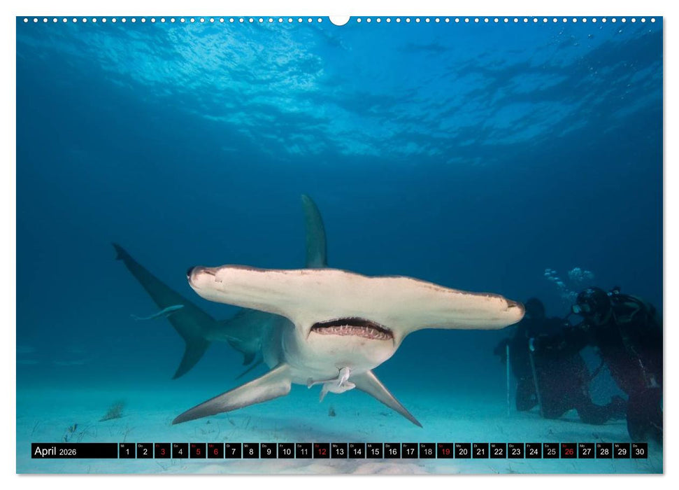 Faszination Tauchen - Neptuns Reich (CALVENDO Wandkalender 2026)