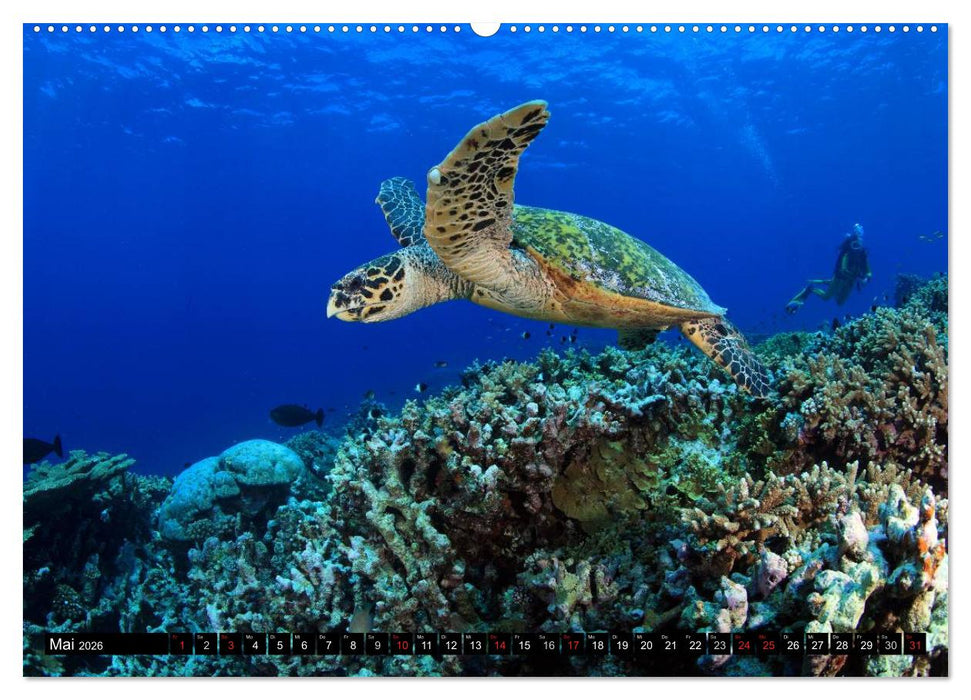 Faszination Tauchen - Neptuns Reich (CALVENDO Wandkalender 2026)