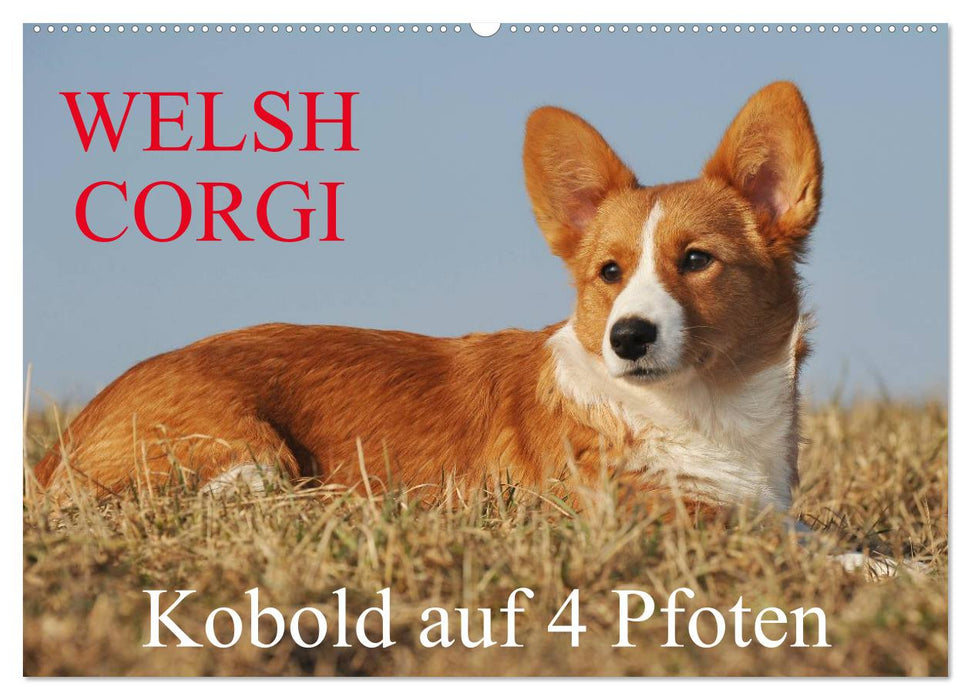 Welsh Corgi - Kobold auf 4 Pfoten (CALVENDO Wandkalender 2026)