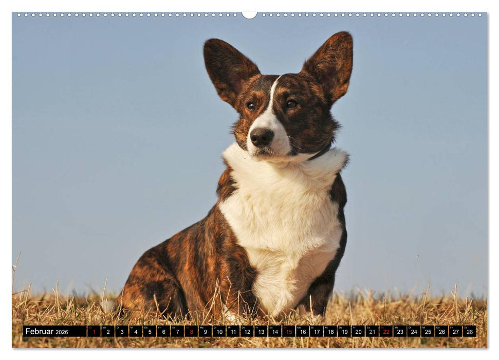 Welsh Corgi - Kobold auf 4 Pfoten (CALVENDO Wandkalender 2026)