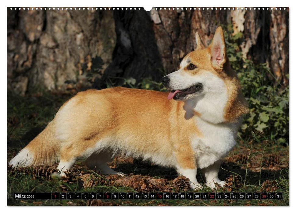 Welsh Corgi - Kobold auf 4 Pfoten (CALVENDO Wandkalender 2026)