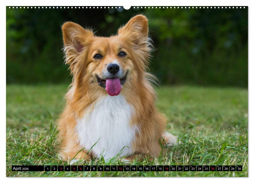 Welsh Corgi - Kobold auf 4 Pfoten (CALVENDO Wandkalender 2026)