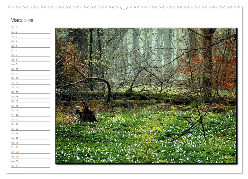 Der Neuenburger Urwald (CALVENDO Premium Wandkalender 2026)