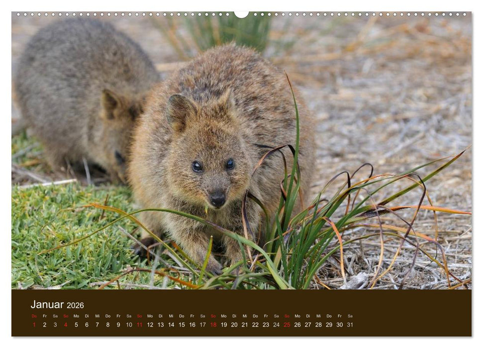 Beuteltiere Australiens (CALVENDO Premium Wandkalender 2026)