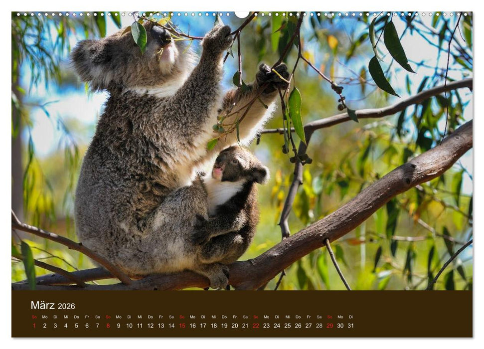 Beuteltiere Australiens (CALVENDO Premium Wandkalender 2026)