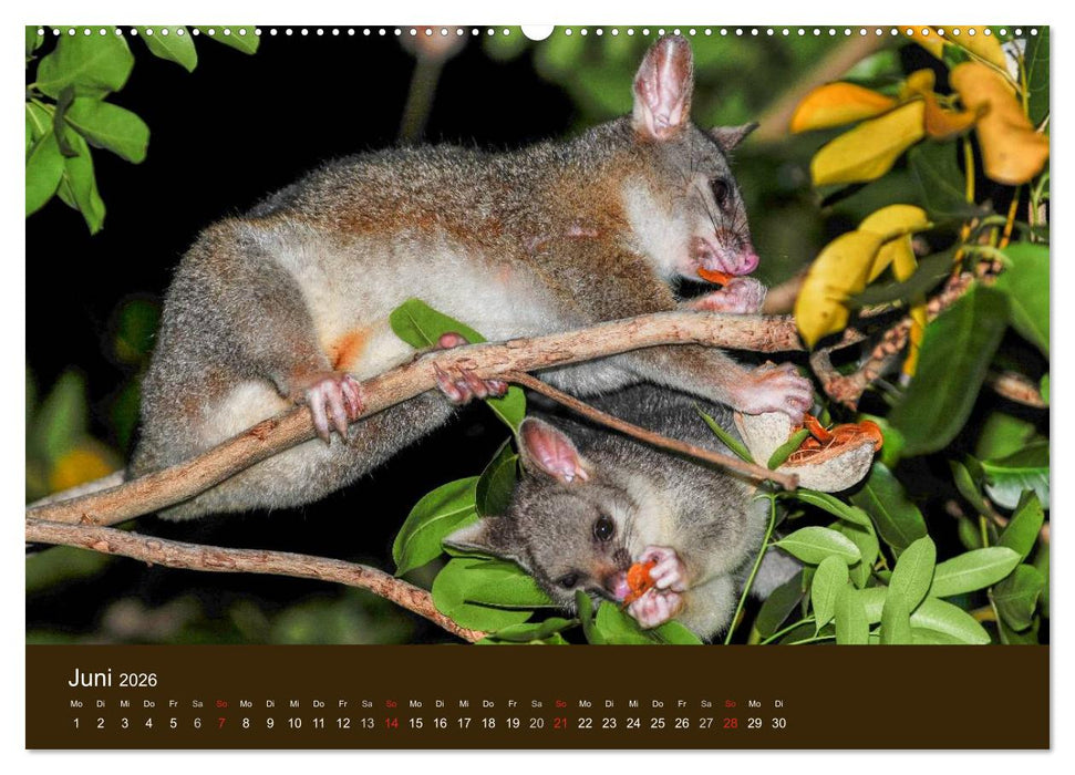 Beuteltiere Australiens (CALVENDO Premium Wandkalender 2026)