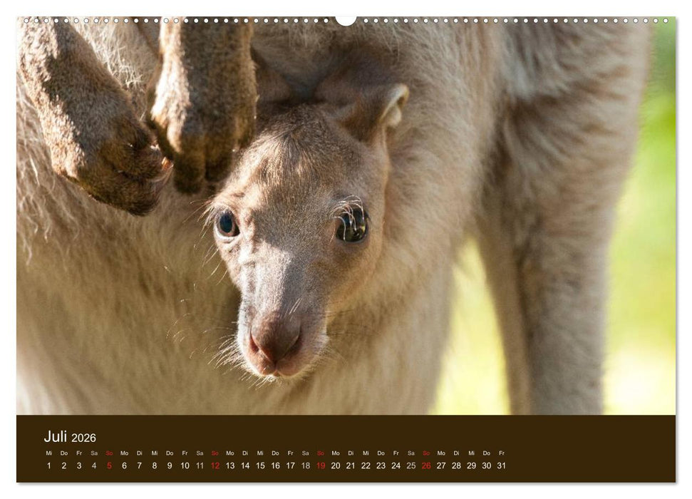 Beuteltiere Australiens (CALVENDO Premium Wandkalender 2026)
