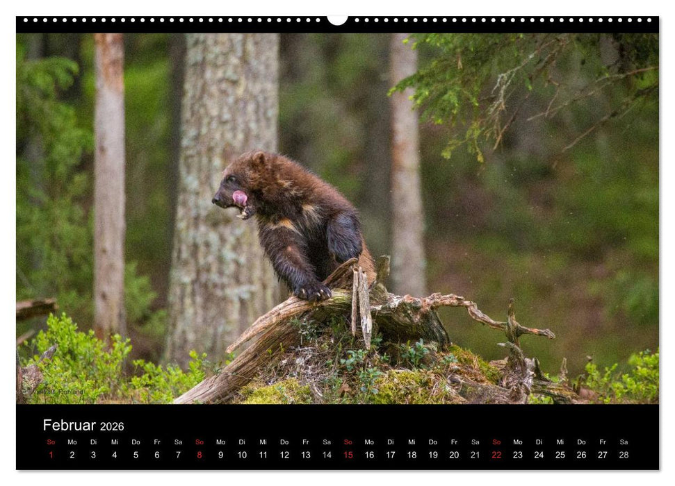 Naturwucht Skandinavien (CALVENDO Premium Wandkalender 2026)