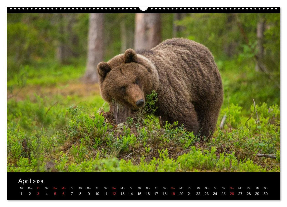 Naturwucht Skandinavien (CALVENDO Premium Wandkalender 2026)