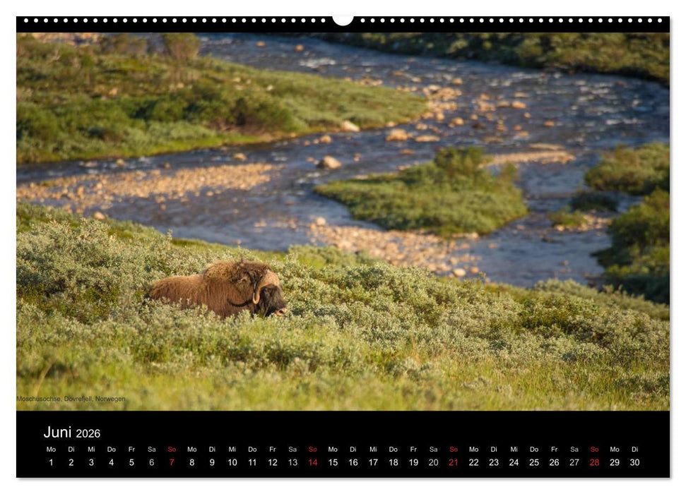 Naturwucht Skandinavien (CALVENDO Premium Wandkalender 2026)