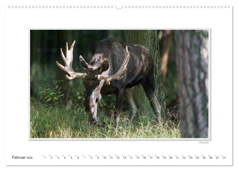 Emotionale Momente: Europäischer Elch Part II (CALVENDO Premium Wandkalender 2026)