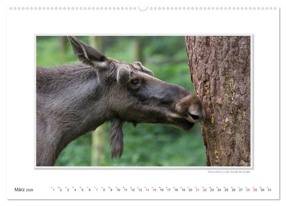 Emotionale Momente: Europäischer Elch Part II (CALVENDO Premium Wandkalender 2026)