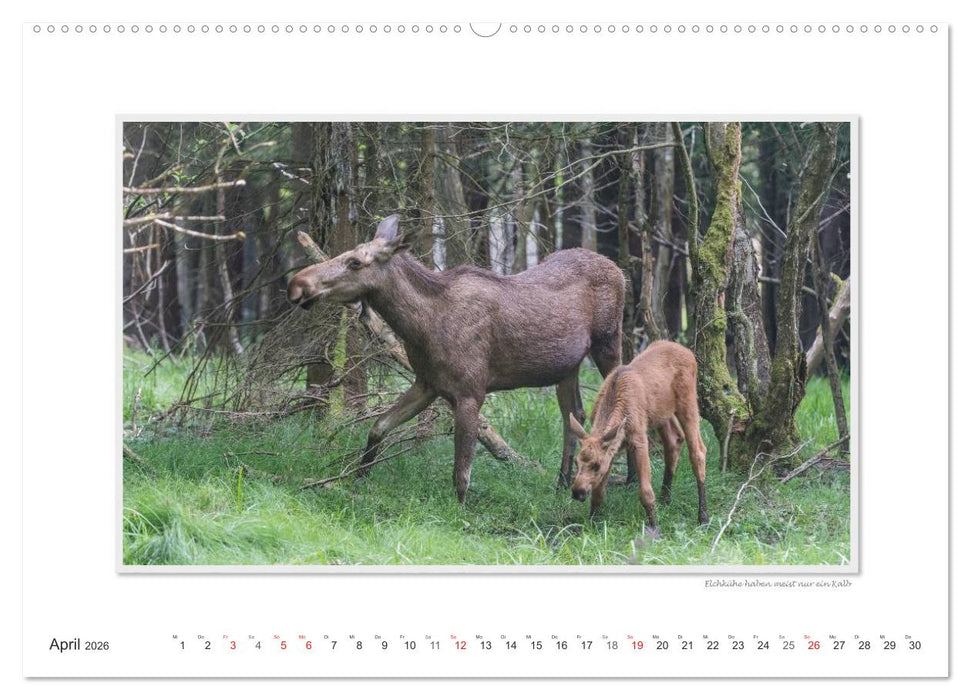 Emotionale Momente: Europäischer Elch Part II (CALVENDO Premium Wandkalender 2026)