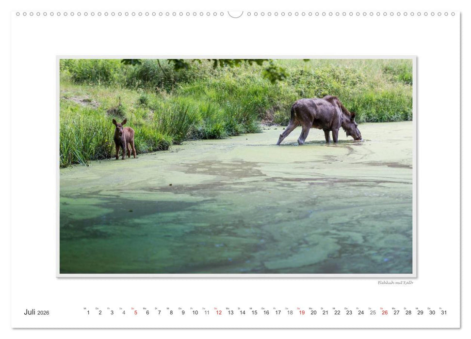 Emotionale Momente: Europäischer Elch Part II (CALVENDO Premium Wandkalender 2026)