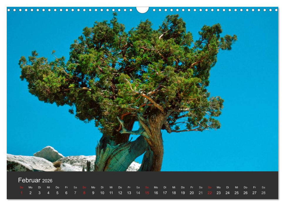 Alte Bäume Alte Veteranen (CALVENDO Wandkalender 2026)