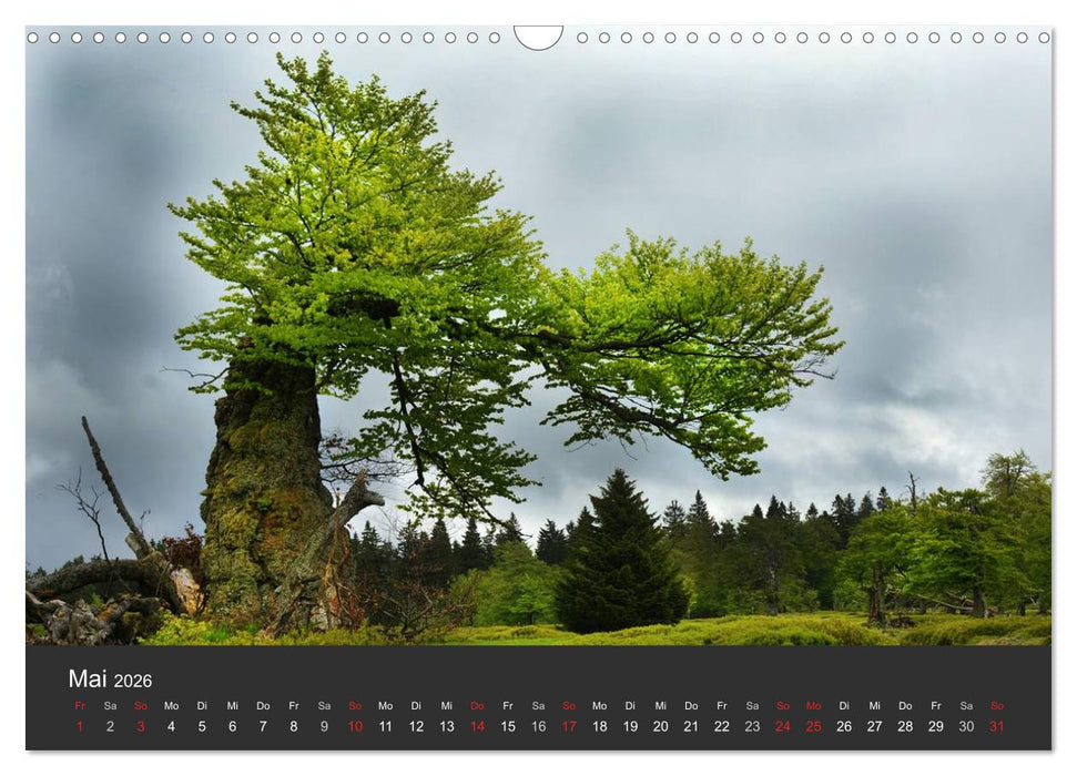 Alte Bäume Alte Veteranen (CALVENDO Wandkalender 2026)