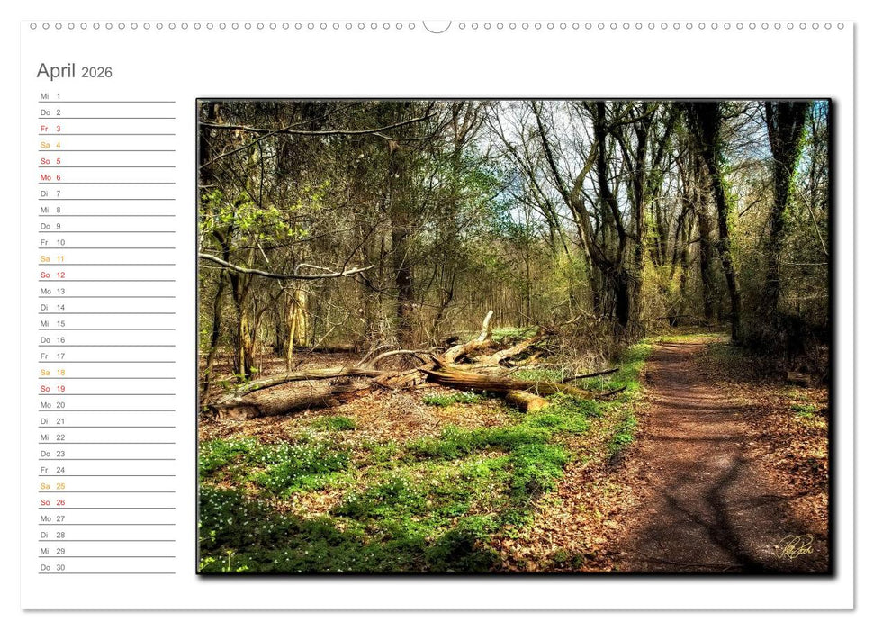 Der Neuenburger Urwald (CALVENDO Wandkalender 2026)