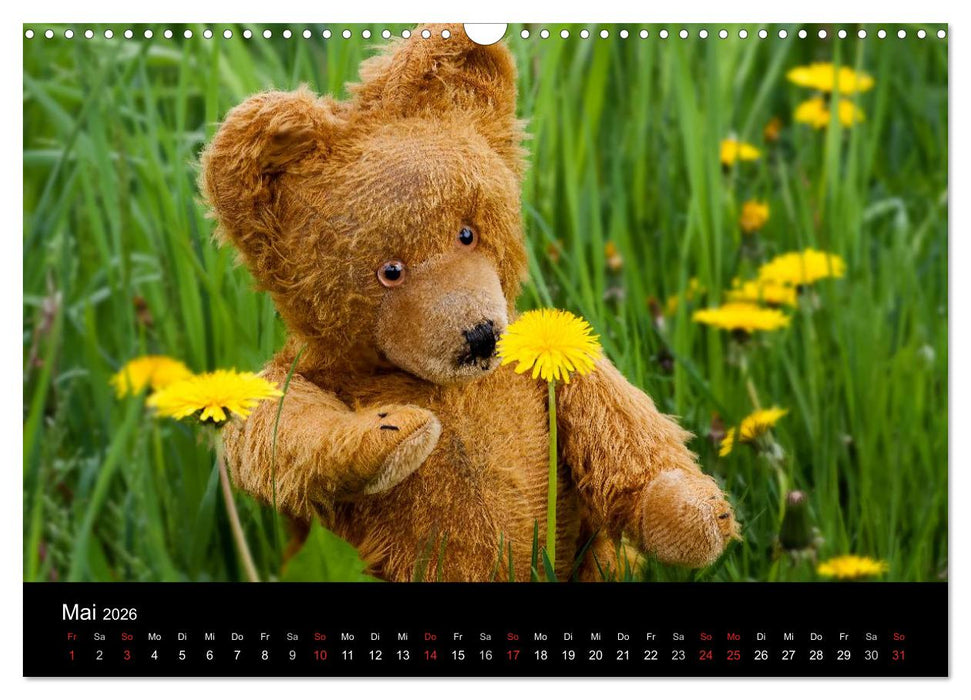 Teddy Basse, Fortsetzung... (CALVENDO Wandkalender 2026)