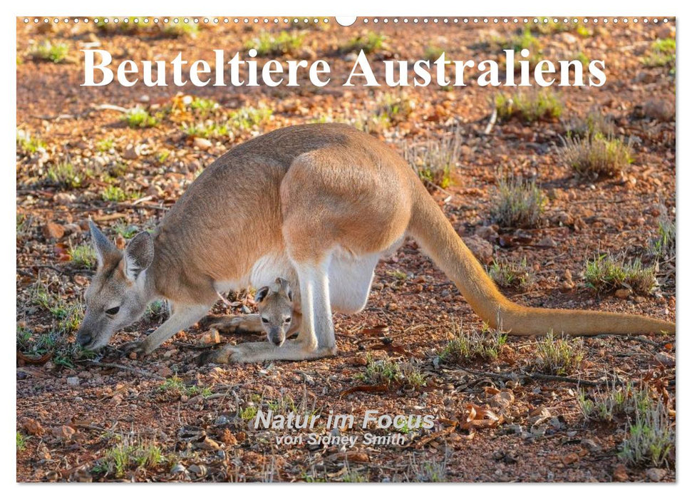 Beuteltiere Australiens (CALVENDO Wandkalender 2026)