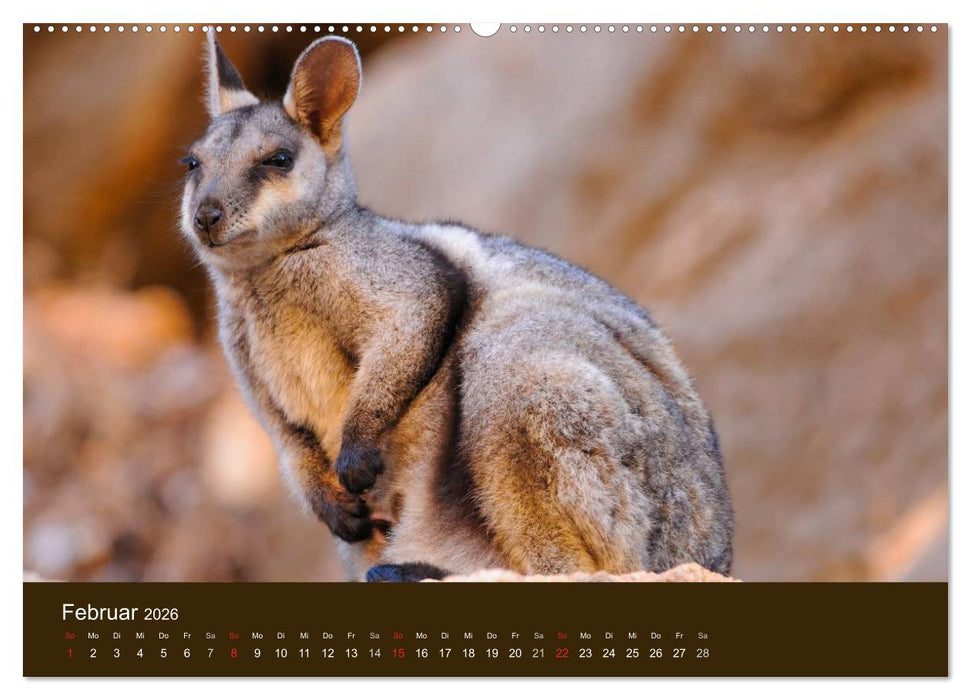 Beuteltiere Australiens (CALVENDO Wandkalender 2026)