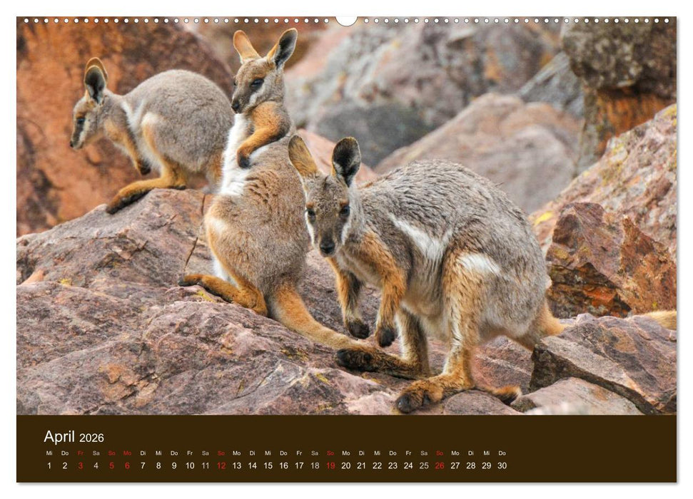 Beuteltiere Australiens (CALVENDO Wandkalender 2026)