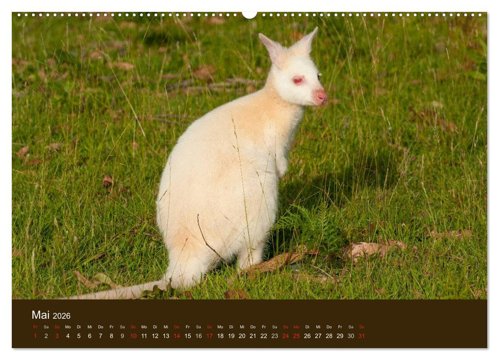 Beuteltiere Australiens (CALVENDO Wandkalender 2026)