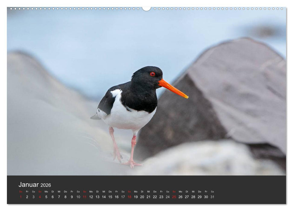 Vögel im Norden Europas (CALVENDO Premium Wandkalender 2026)