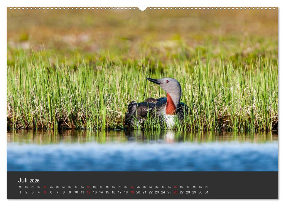 Vögel im Norden Europas (CALVENDO Premium Wandkalender 2026)