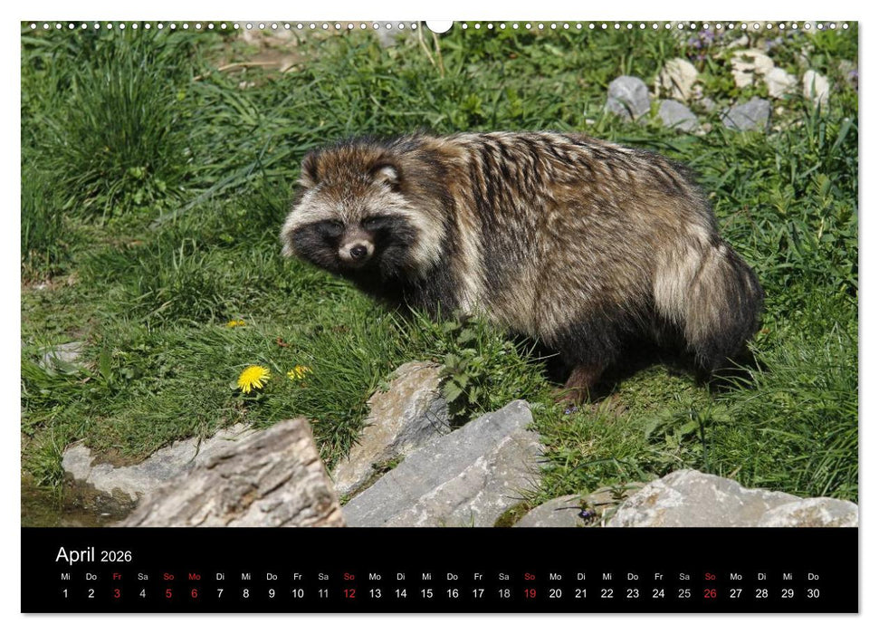 Marderhunde (CALVENDO Premium Wandkalender 2026)